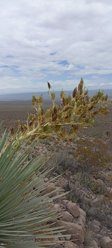 Yucca rostrata