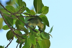 Zosterops semperi semperi