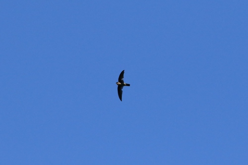 Aerodramus pelewensis