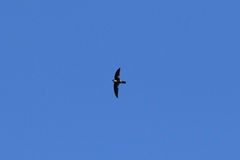 Aerodramus pelewensis