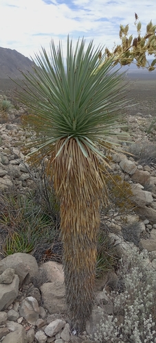 Yucca rostrata