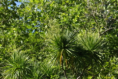 Dracaena multiflora