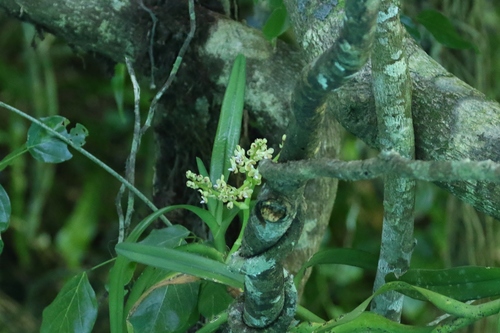 Sarcanthopsis