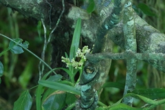 Sarcanthopsis warocqueana