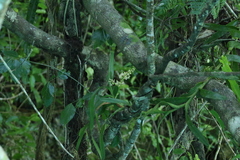 Sarcanthopsis warocqueana