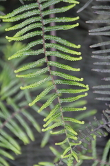 Gleichenia dicarpa