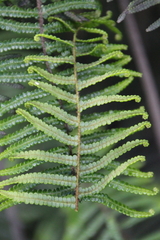 Gleichenia dicarpa