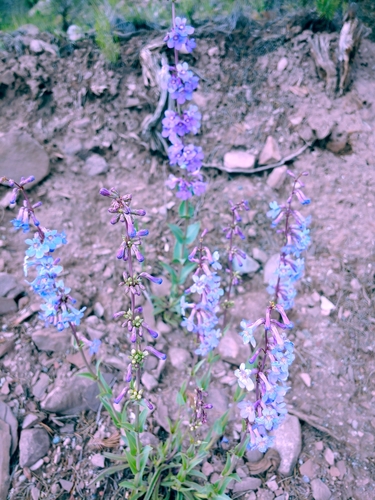 Image of Penstemon osterhoutii by no rights reserved