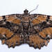 Barberry Geometer Moth - Photo (c) ksandsman, some rights reserved (CC BY), uploaded by ksandsman