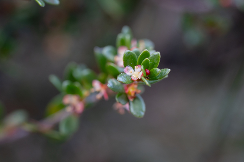 Dwarf micrantheum (Micrantheum demissum)