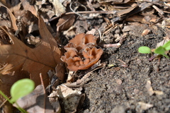 Stromatinia rapulum