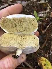 Boletus semigastroideus