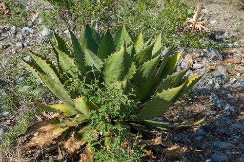 Agave cupreata