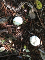 Boletus semigastroideus
