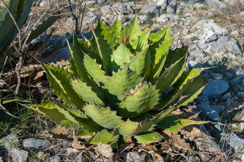 Agave cupreata