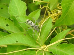 Chlorophorus macaumensis