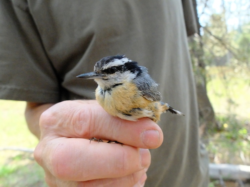 iNaturalist observation photo of Red-breasted Nuthatch