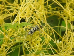 Chlorophorus macaumensis