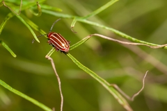 Disonycha conjugata