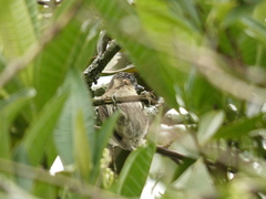 Picumnus olivaceus