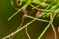 Disonycha conjugata