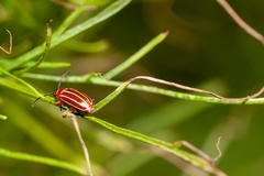 Disonycha conjugata