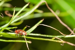 Disonycha conjugata