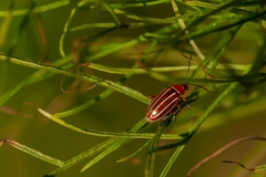Disonycha conjugata