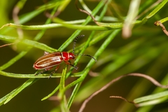 Disonycha conjugata