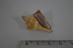 Strombidae
