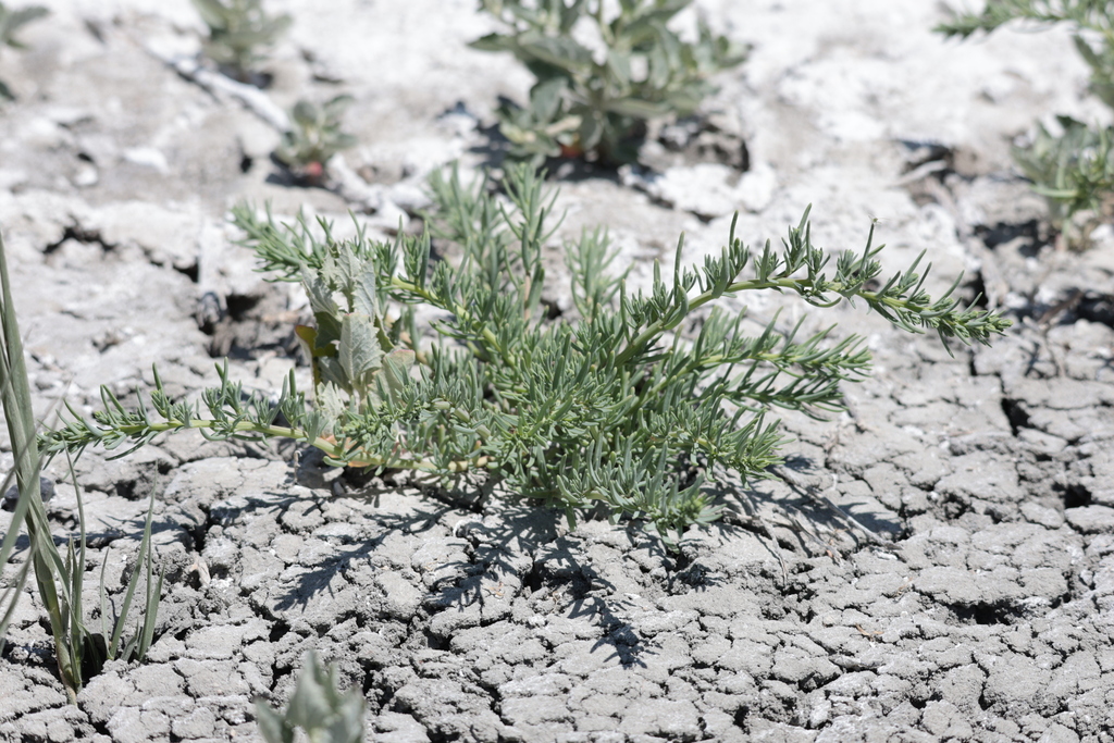 Suaeda calceoliformis