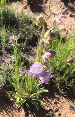 Penstemon jamesii