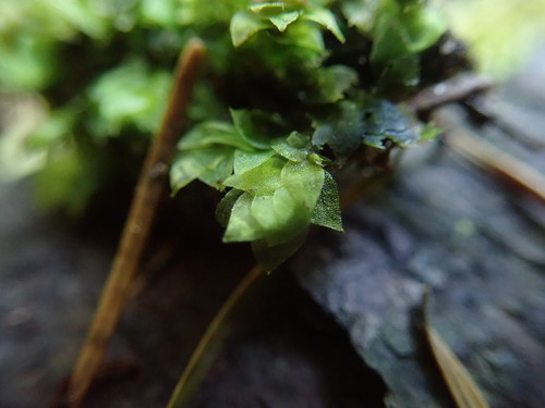 Image of Sharpleaf Hookeria Moss by no rights reserved