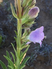 Penstemon jamesii