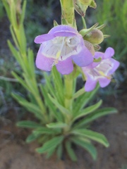 Penstemon jamesii