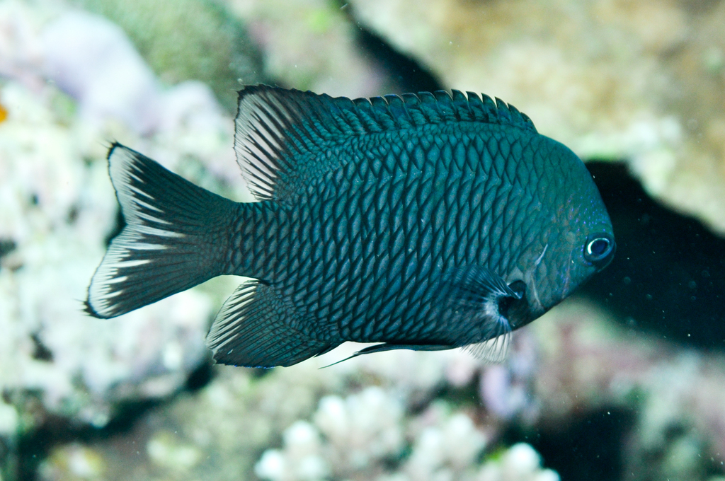 Blackray Damselfish