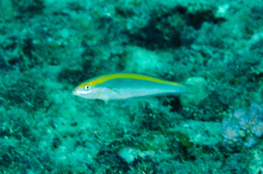 Southern ribbon wrasse (Stethojulis notialis) — Labridae