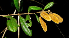 Trigonia nivea pubescens