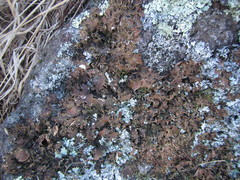 Pseudocyphellaria neglecta