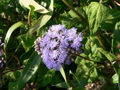 Aristeguietia lamiifolia