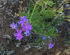 Glandularia pubera