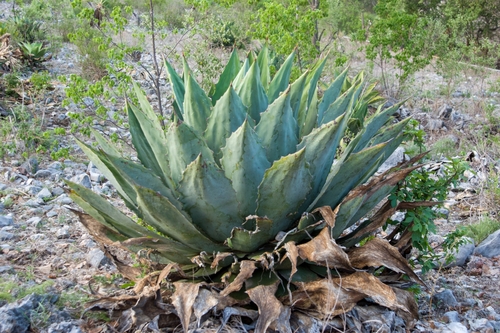 Agave cupreata