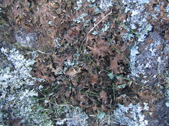 Pseudocyphellaria neglecta