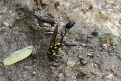 Sceliphron fistularium