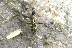 Sceliphron fistularium