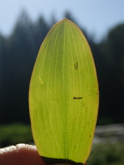 Potamogeton natans