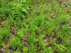 Galium concinnum