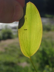 Potamogeton natans