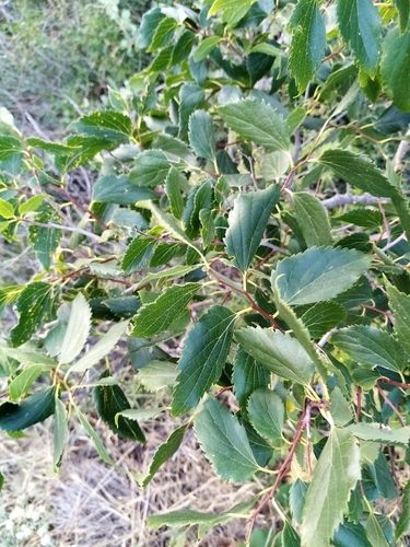 Celtis glabrata, photograph 5