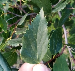 Celtis glabrata, photograph Anton Popovich, CC BY, iNaturalist via GBIF